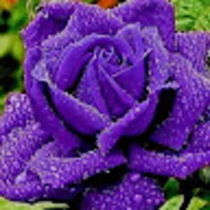 Meet your Posher, Paula